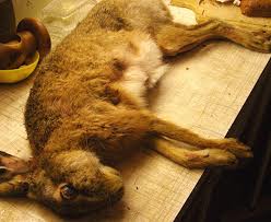 hare seen better days