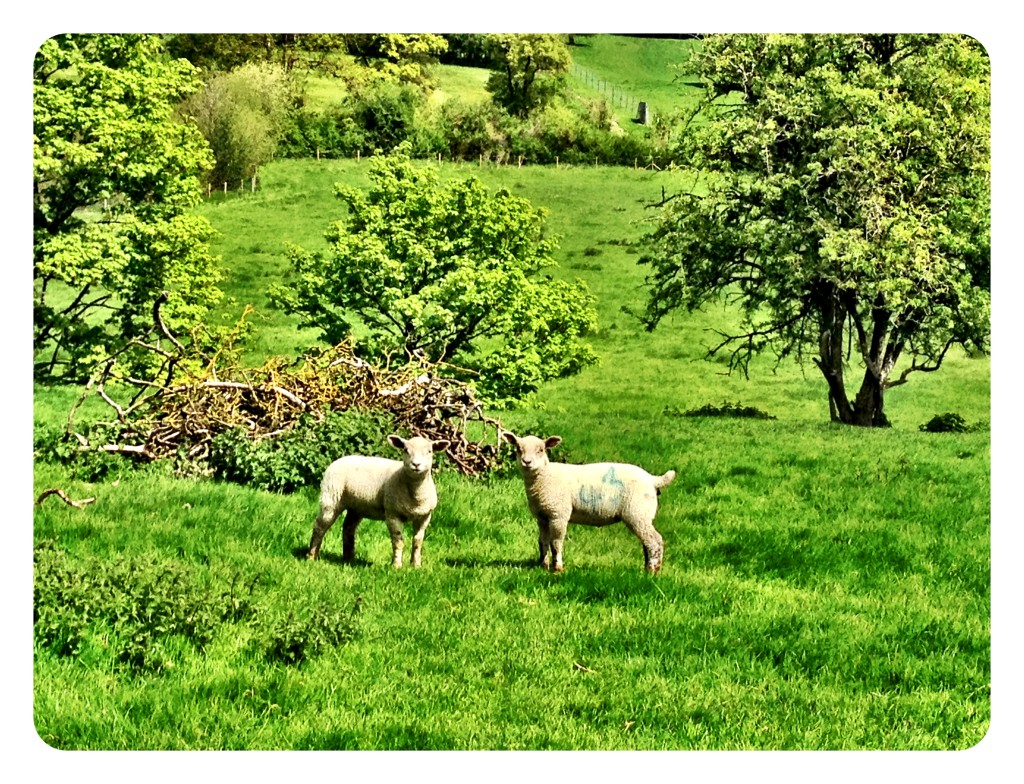 Long sheep-filled walks