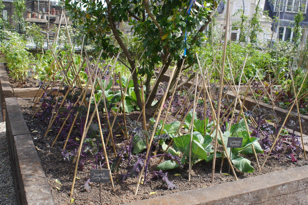 the herbs growing on the roof