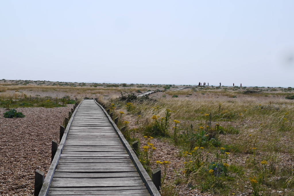 Dungeness 