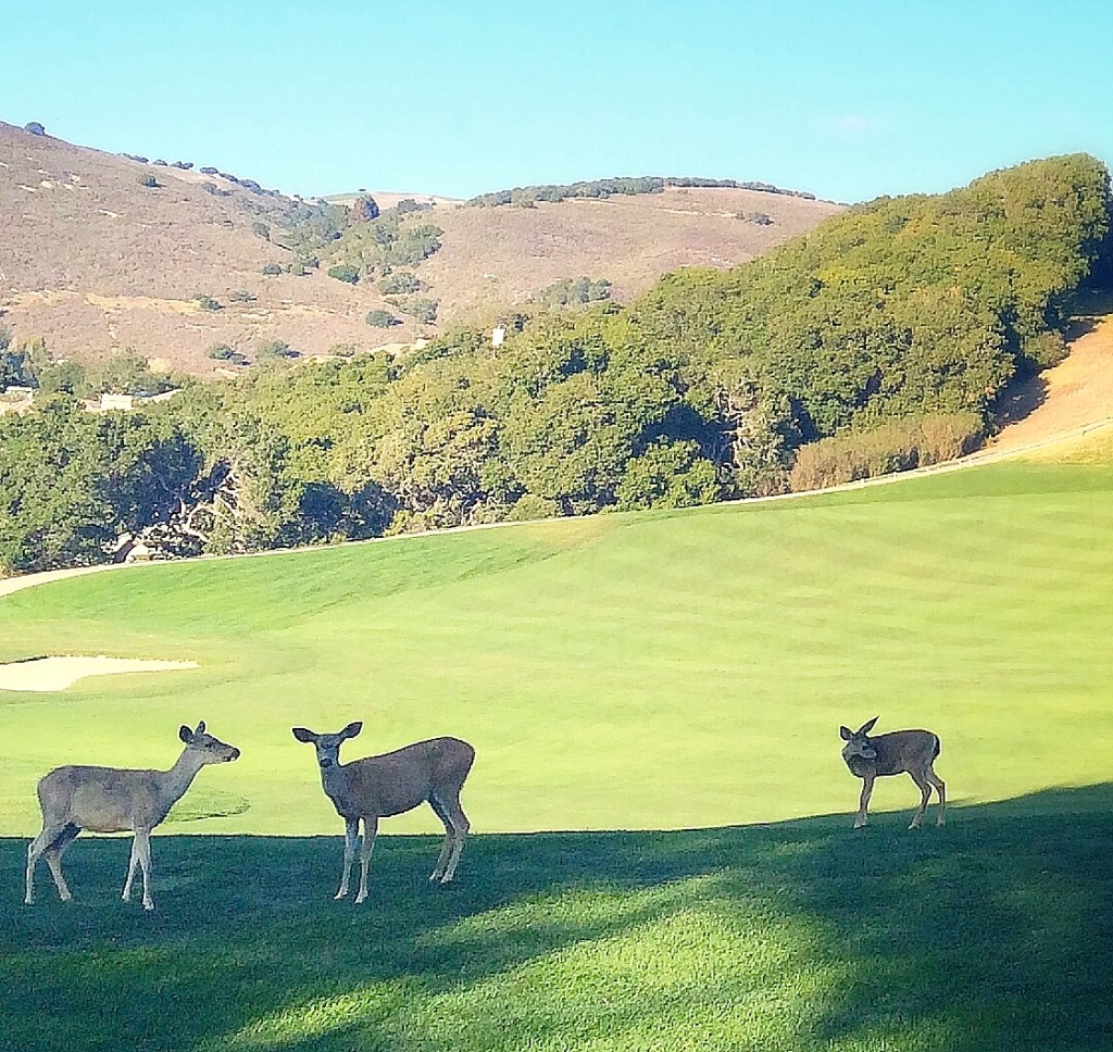 carmel valley ranch