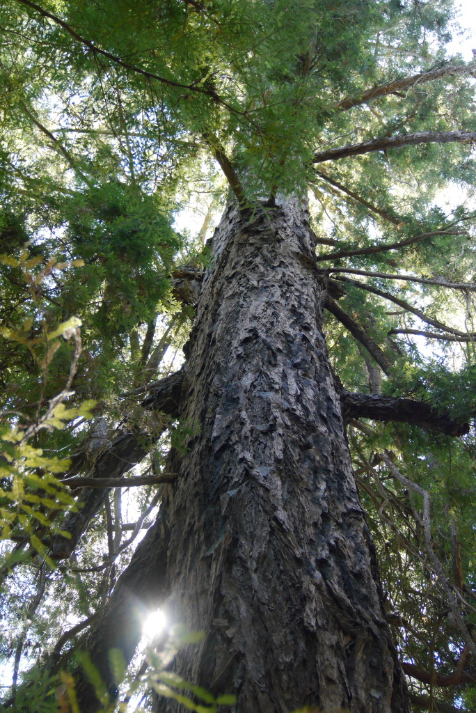 Pfeiffer Big Sur