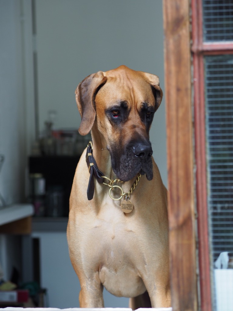 Huxley - Florence's dog