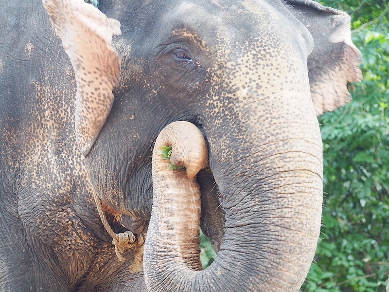 a sad elephant at Angkor Thom… that's another story….