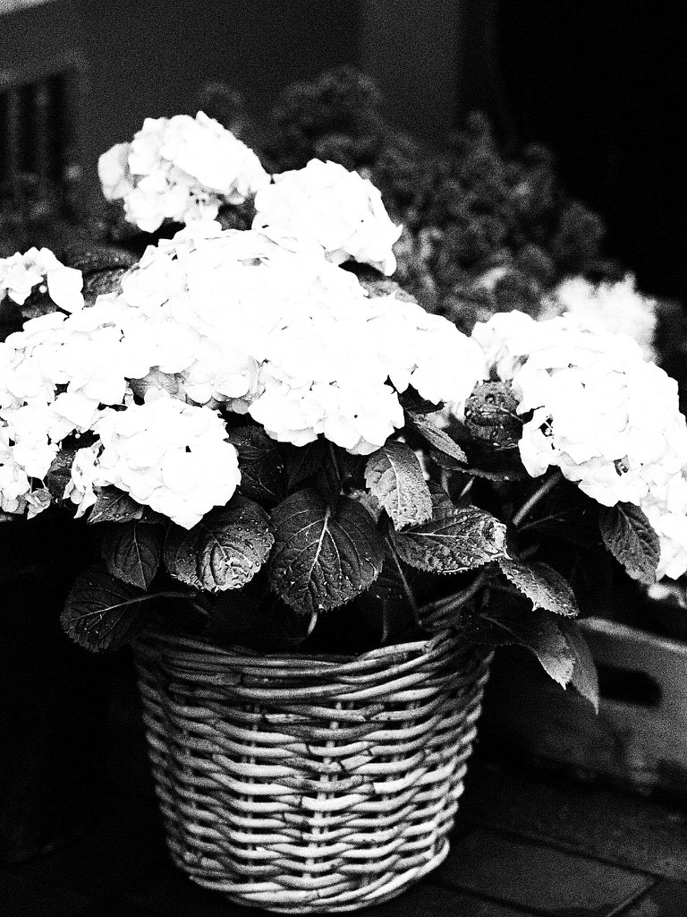 Life of Yablon monochrome images